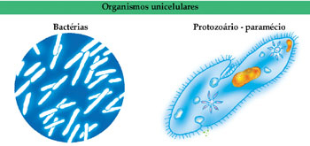 organismo unicelular