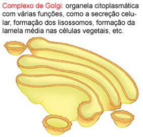Complexo de Golgi
