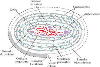 Celula Cianobacteria